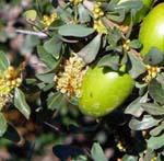 L'huile d'argan est tirée de l'arganier