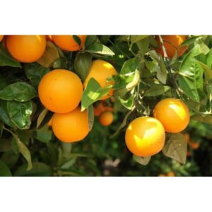 Huiles essentielles Orange douce 5ml