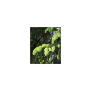 Huiles essentielles Epicea commun 5ml