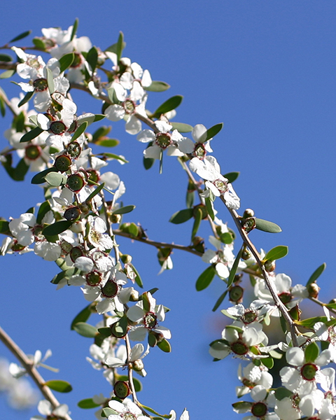 Huile essentielle d'Arbre à thé Tea Tree Australie Bio 10 ml - Biofl —  NaturOPeps